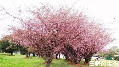 花草養(yǎng)護(hù)有哪些注意事項(xiàng)和細(xì)節(jié)？