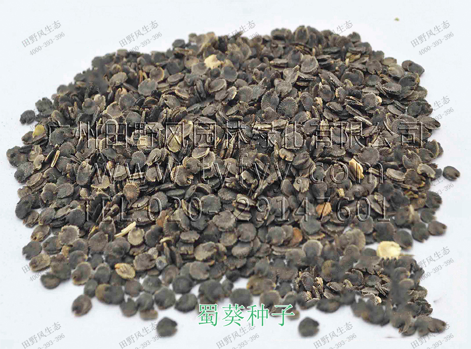 1蜀葵種子 1蜀葵種子