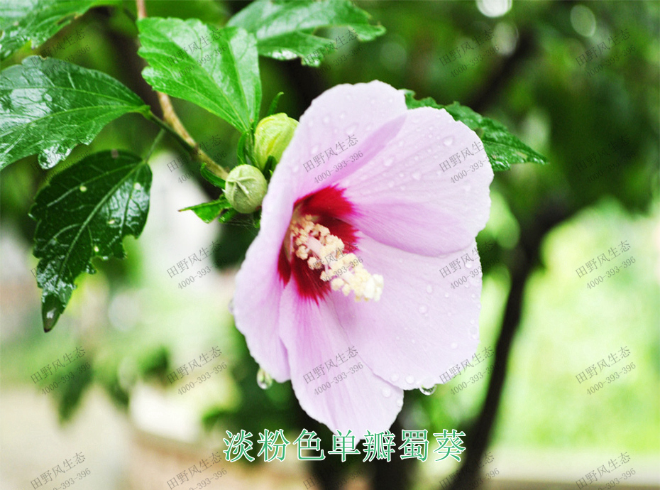 2淡粉色單瓣蜀葵 2淡粉色單瓣蜀葵