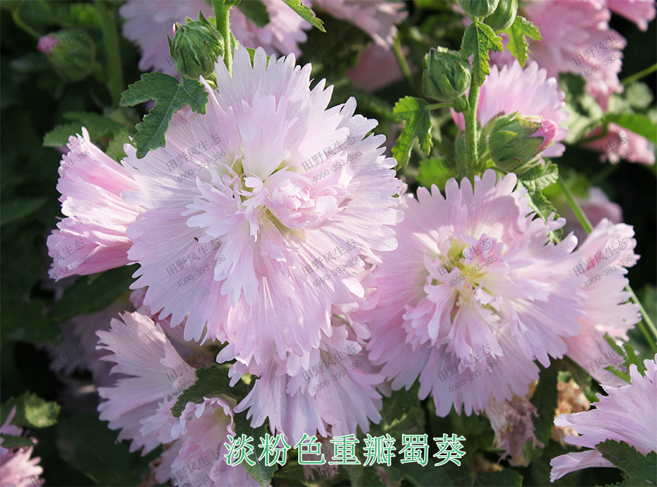 3淡粉色重瓣蜀葵 3淡粉色重瓣蜀葵