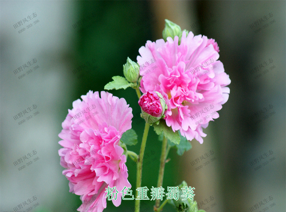 4粉色重瓣蜀葵 4粉色重瓣蜀葵