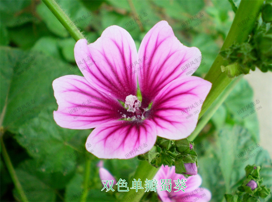 5雙色單瓣蜀葵 5雙色單瓣蜀葵