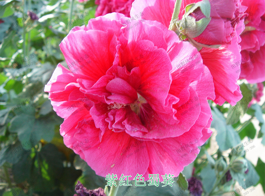 6紫紅色蜀葵 6紫紅色蜀葵