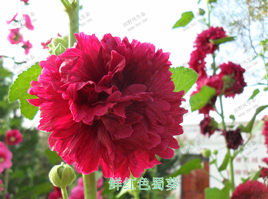 7鮮紅色蜀葵 7鮮紅色蜀葵