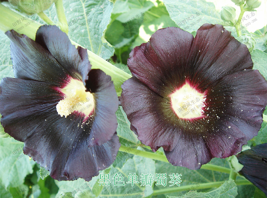 8黑色單瓣蜀葵 8黑色單瓣蜀葵