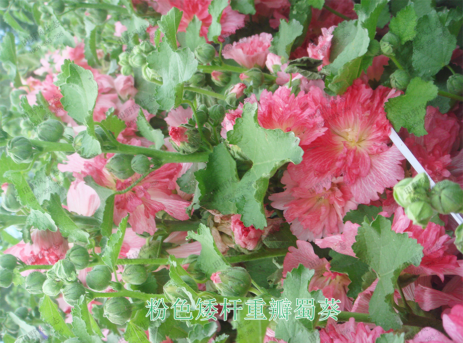 9粉色矮桿重瓣蜀葵 9粉色矮桿重瓣蜀葵