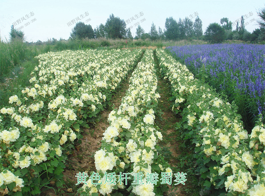 10黃色矮桿重瓣蜀葵 10黃色矮桿重瓣蜀葵