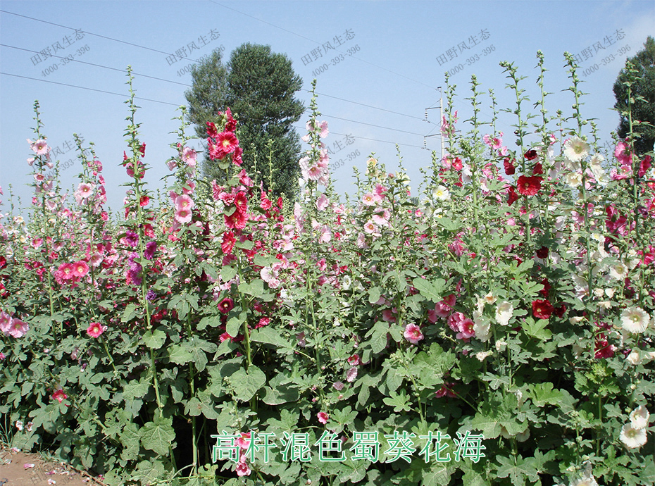 11高桿混色蜀葵花海 11高桿混色蜀葵花海