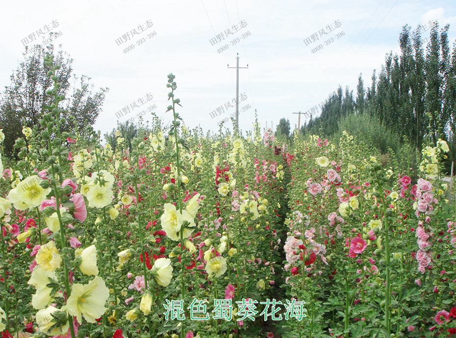 12混色蜀葵花海 12混色蜀葵花海