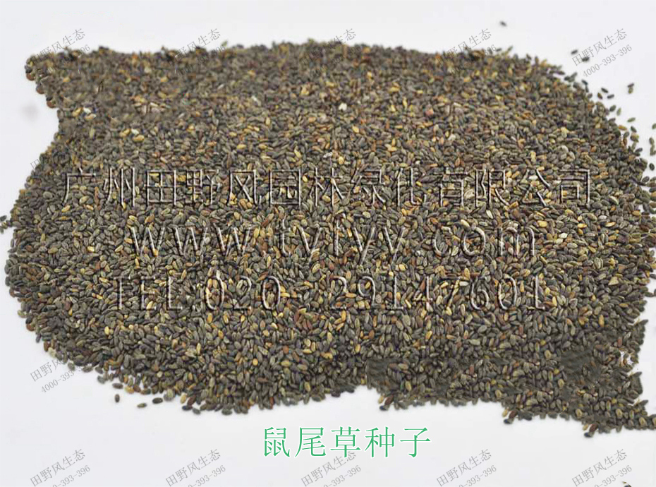 1鼠尾草種子 1鼠尾草種子