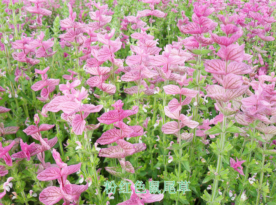 3粉紅色鼠尾草 3粉紅色鼠尾草