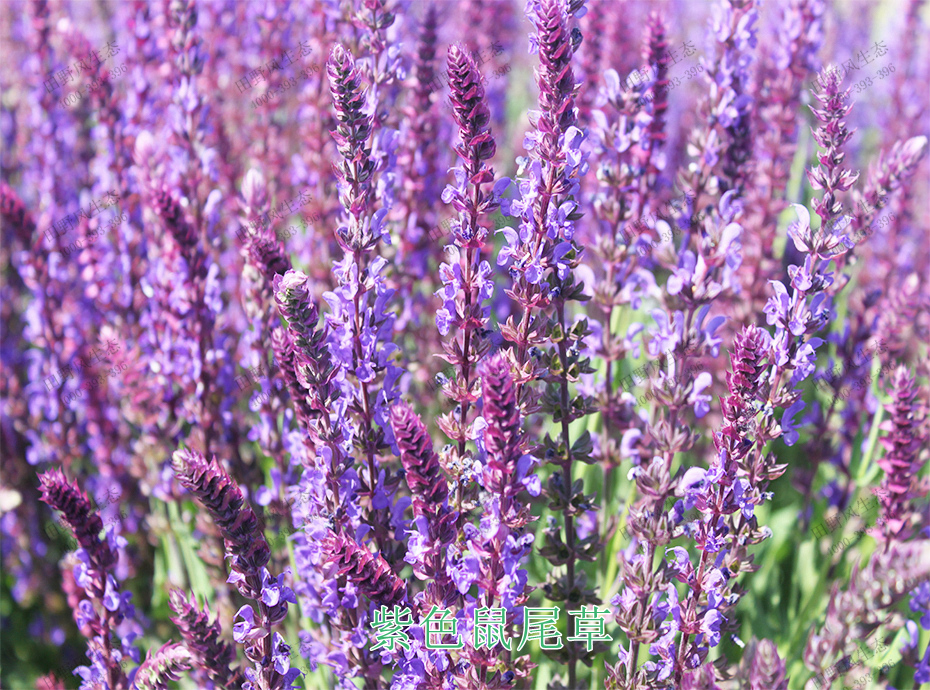 4紫色鼠尾草 4紫色鼠尾草