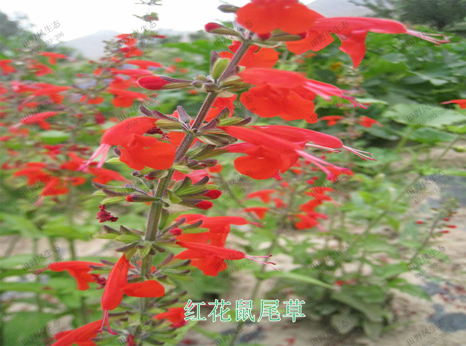 5紅花鼠尾草 5紅花鼠尾草