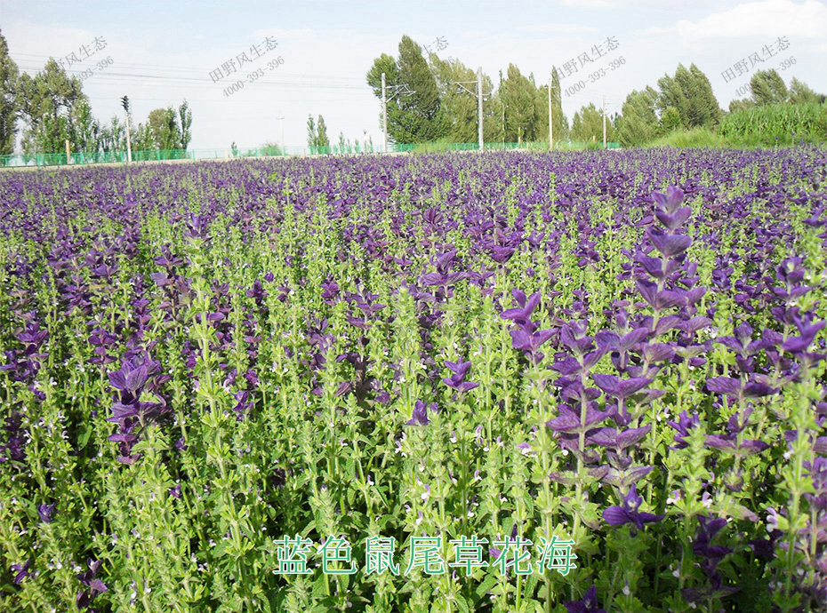 10藍(lán)色鼠尾草花海 10藍(lán)色鼠尾草花海