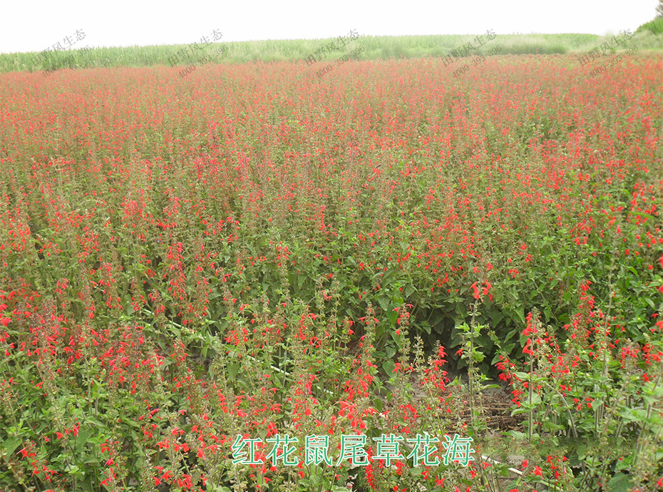 11紅花鼠尾草花海 11紅花鼠尾草花海