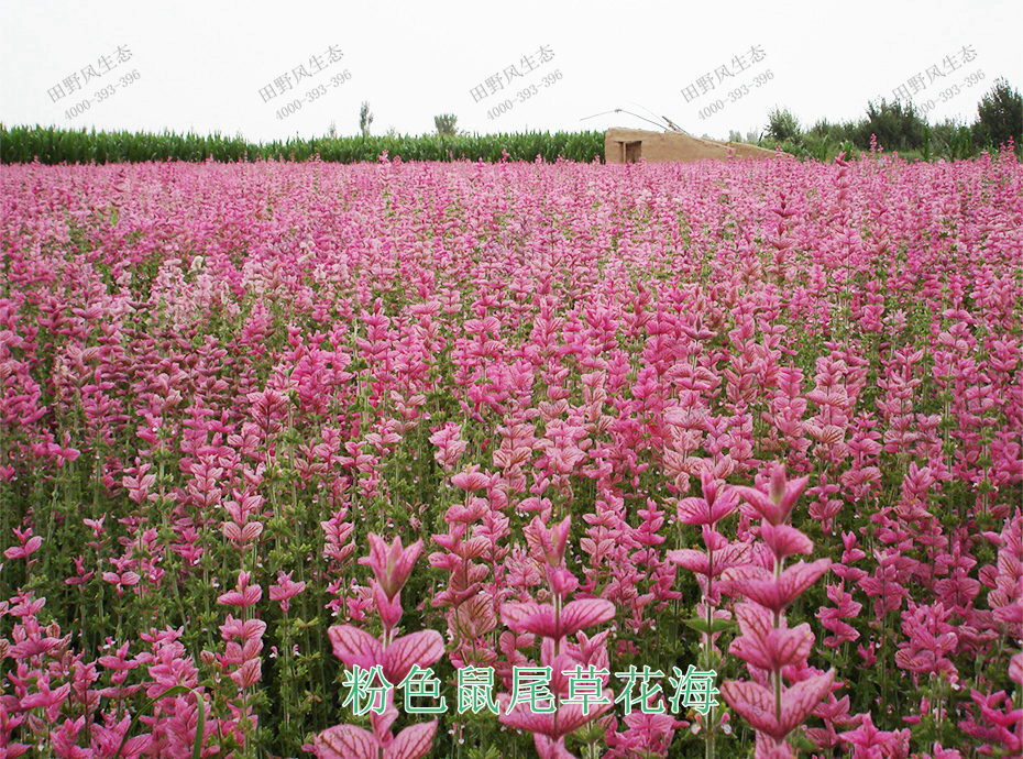 12粉色鼠尾草花海 12粉色鼠尾草花海