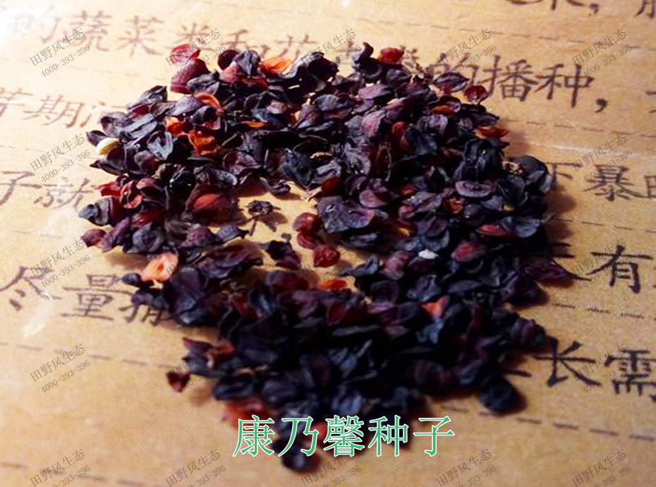 1康乃馨種子 1康乃馨種子