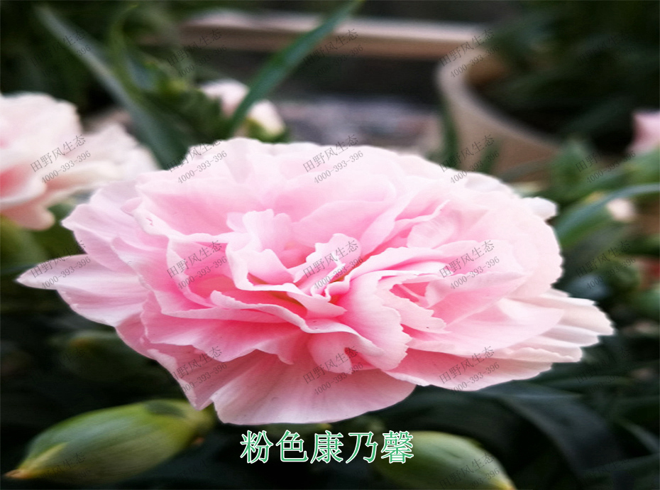 2粉色康乃馨 2粉色康乃馨