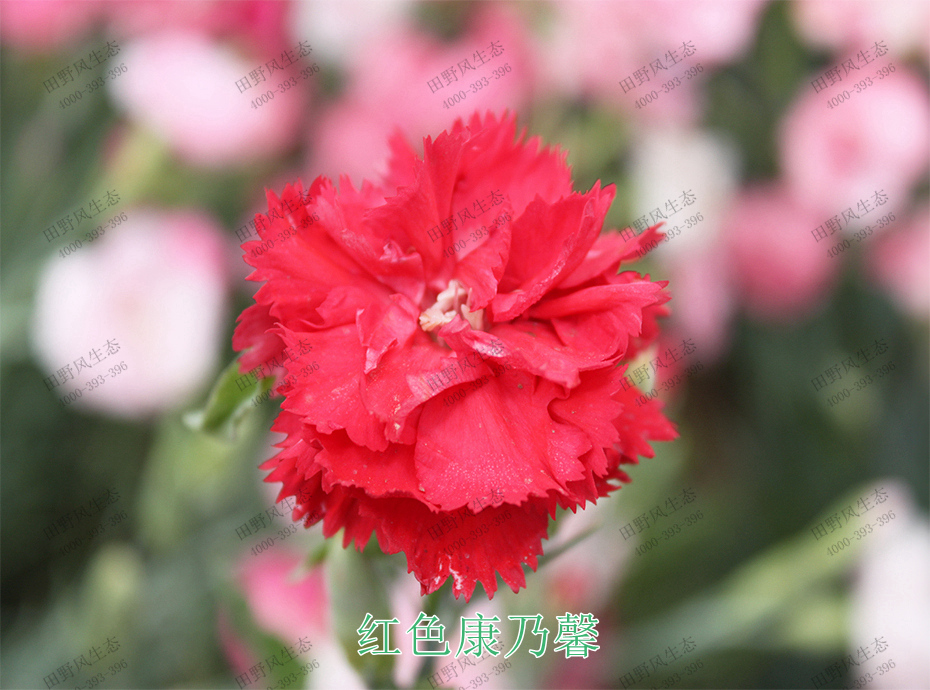 3紅色康乃馨 3紅色康乃馨