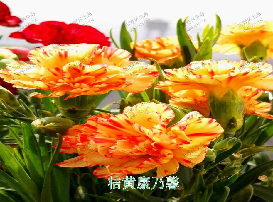 6桔黃康乃馨 6桔黃康乃馨