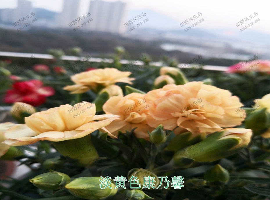 7淡黃色康乃馨 7淡黃色康乃馨