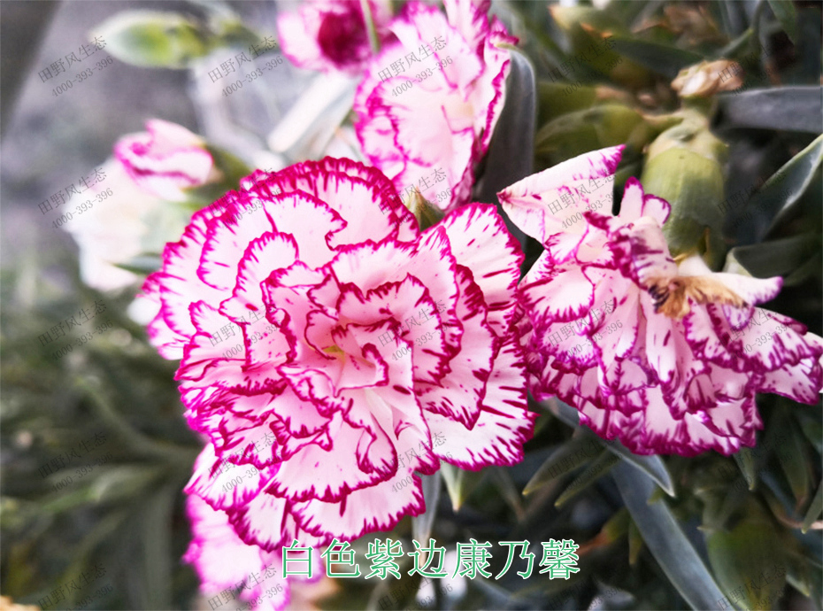 9白色紫邊康乃馨 9白色紫邊康乃馨