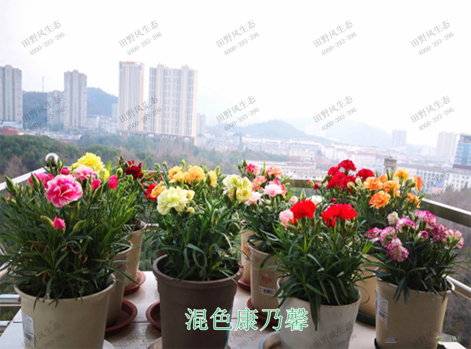 12混色康乃馨 12混色康乃馨