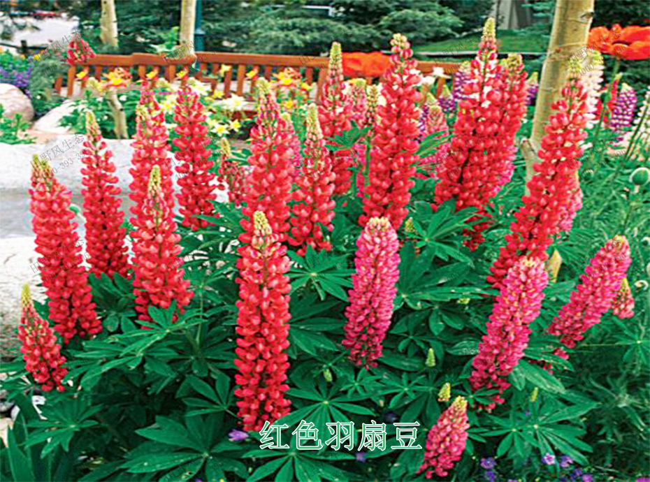 2紅色羽扇豆 2紅色羽扇豆