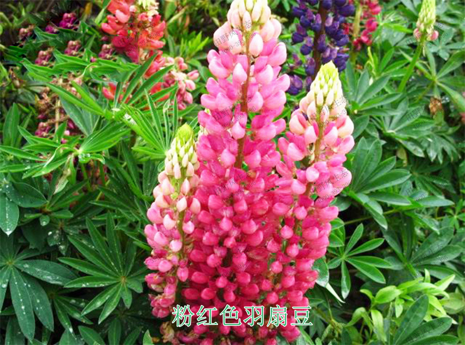 3粉紅色羽扇豆 3粉紅色羽扇豆