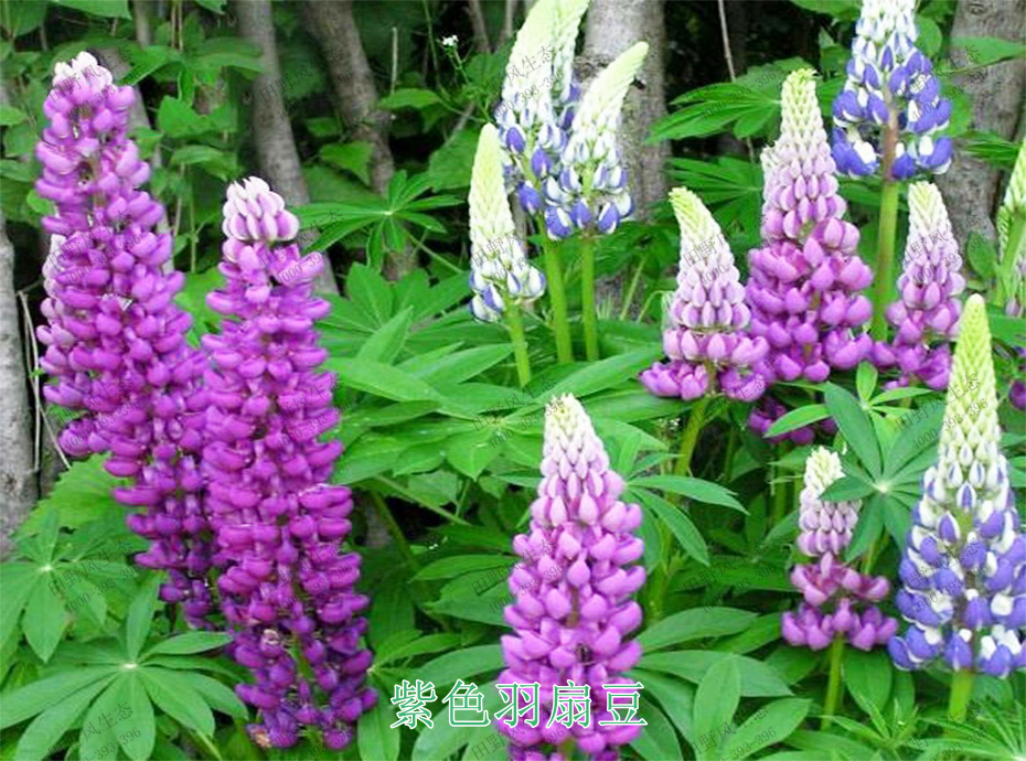 4紫色羽扇豆 4紫色羽扇豆