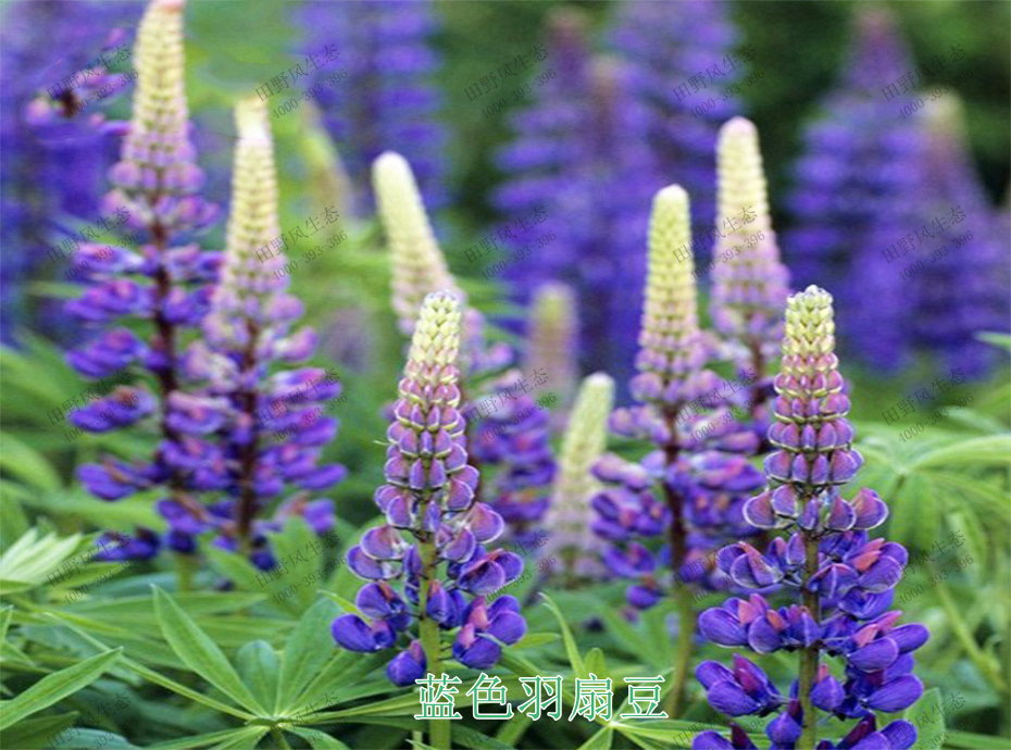 5藍色羽扇豆 5藍色羽扇豆