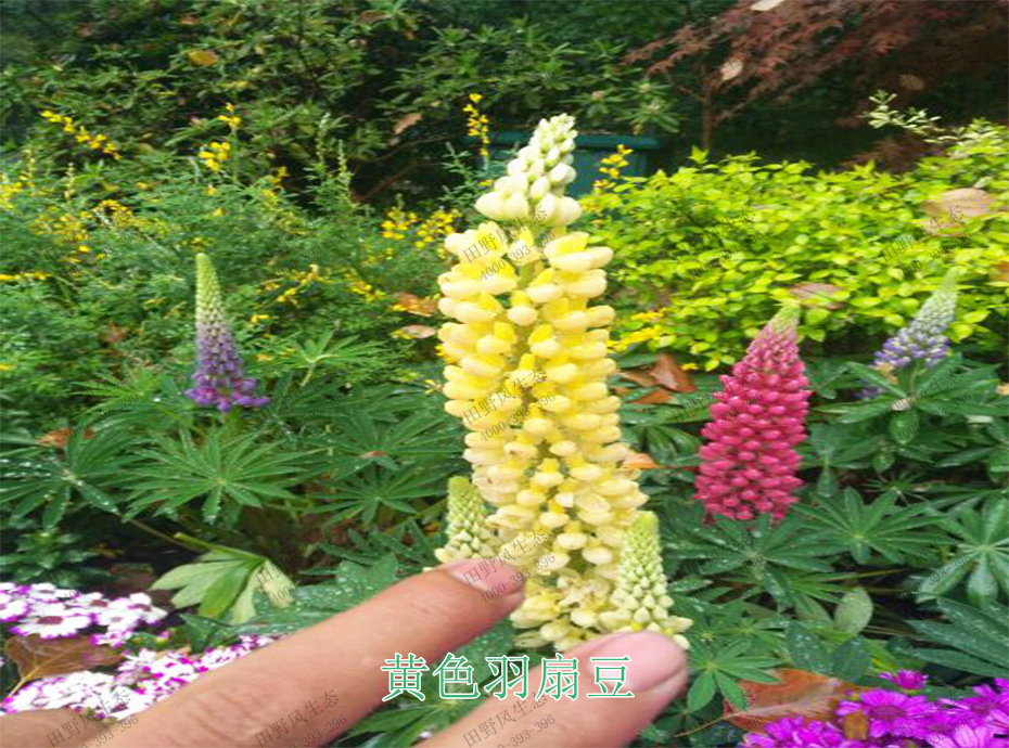 6黃色羽扇豆 6黃色羽扇豆