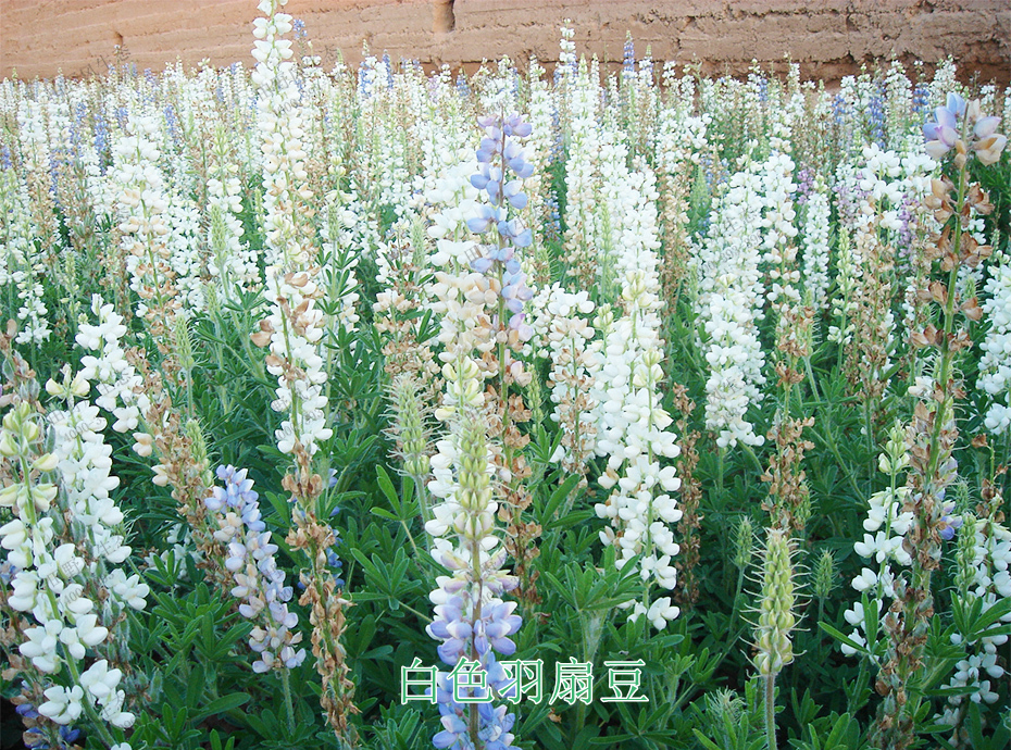 7白色羽扇豆 7白色羽扇豆