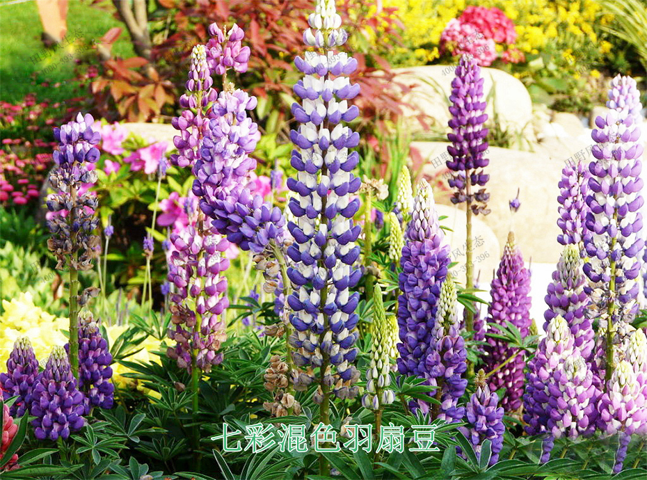 8七彩混色羽扇豆 8七彩混色羽扇豆