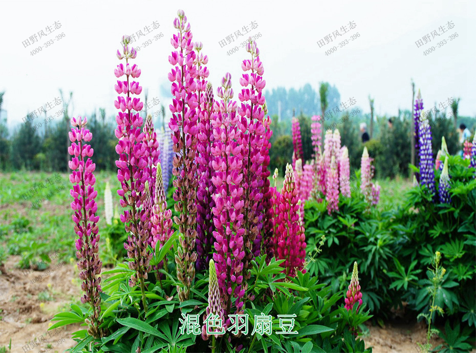 9混色羽扇豆 9混色羽扇豆