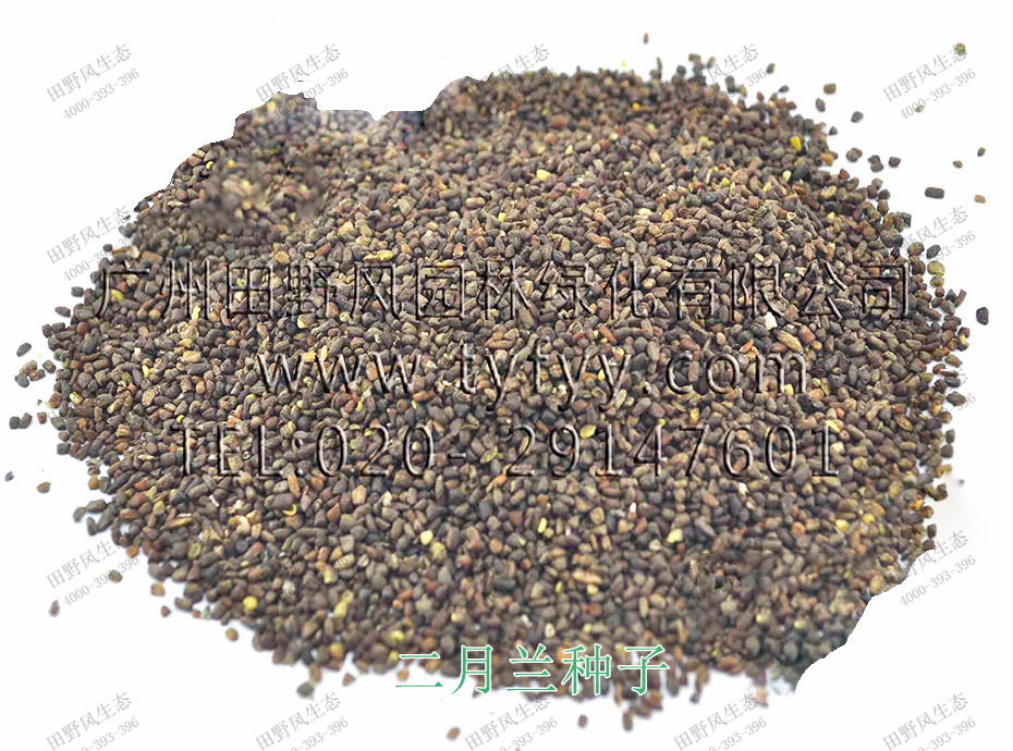 1二月蘭種子 1二月蘭種子