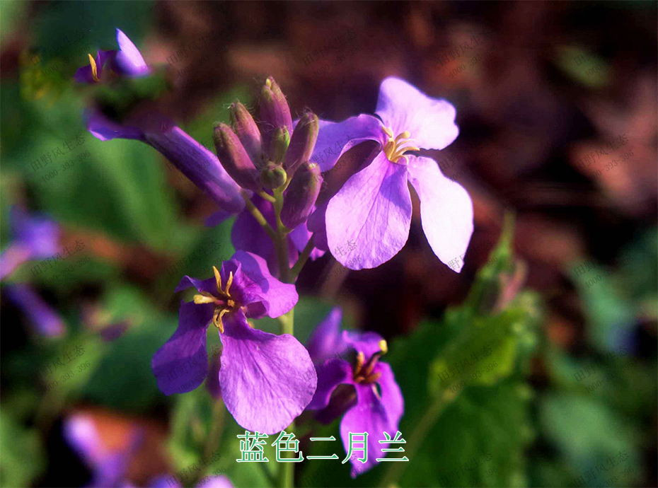 2藍色二月蘭 2藍色二月蘭