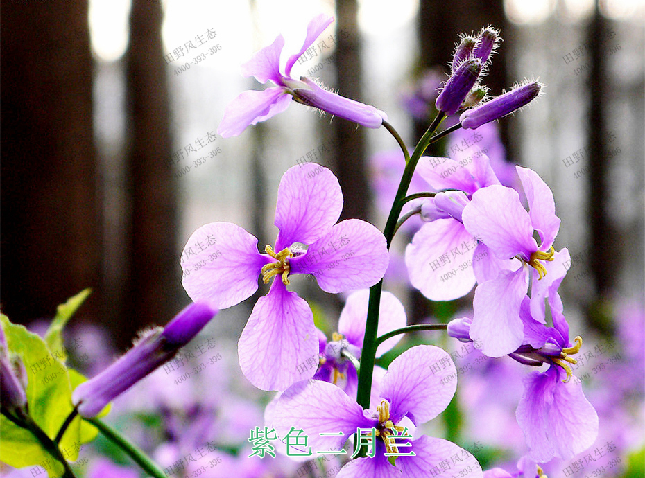 3紫色二月蘭 3紫色二月蘭