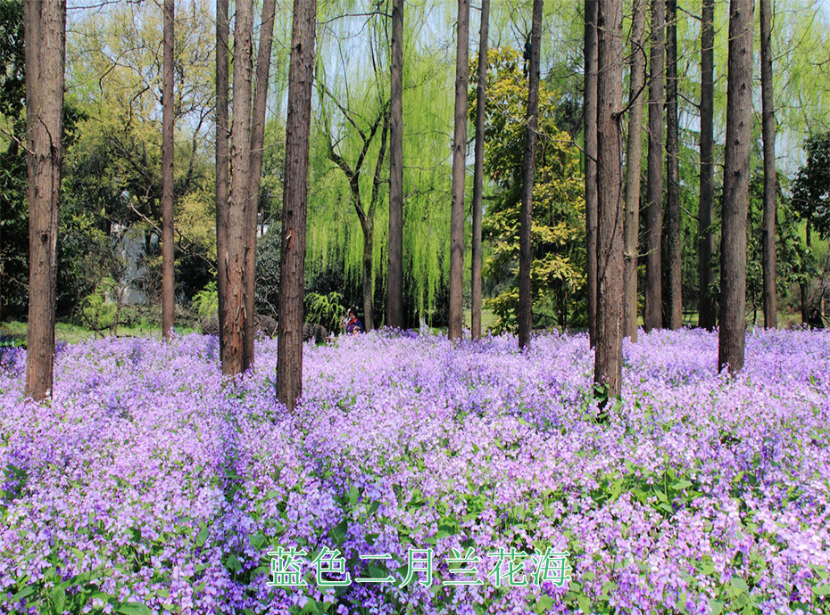5藍色二月蘭花海 5藍色二月蘭花海