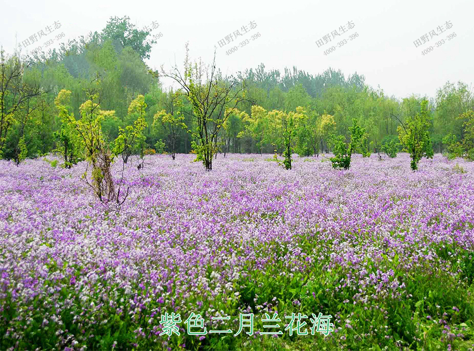 6紫色二月蘭花海 6紫色二月蘭花海