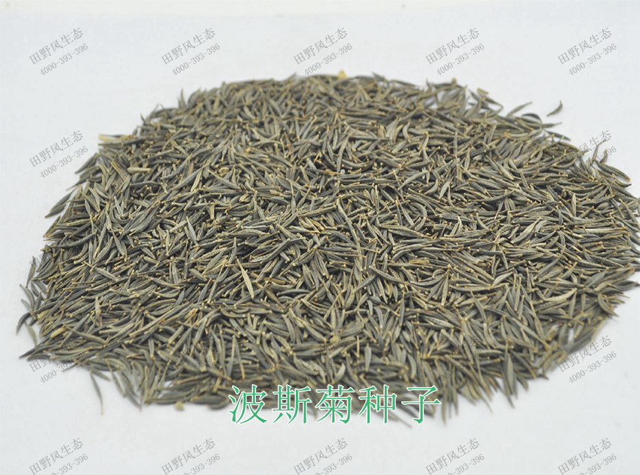 1波斯菊種子 1波斯菊種子