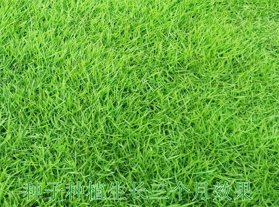 5種子種植生長(zhǎng)3個(gè)月效果 5種子種植生長(zhǎng)3個(gè)月效果
