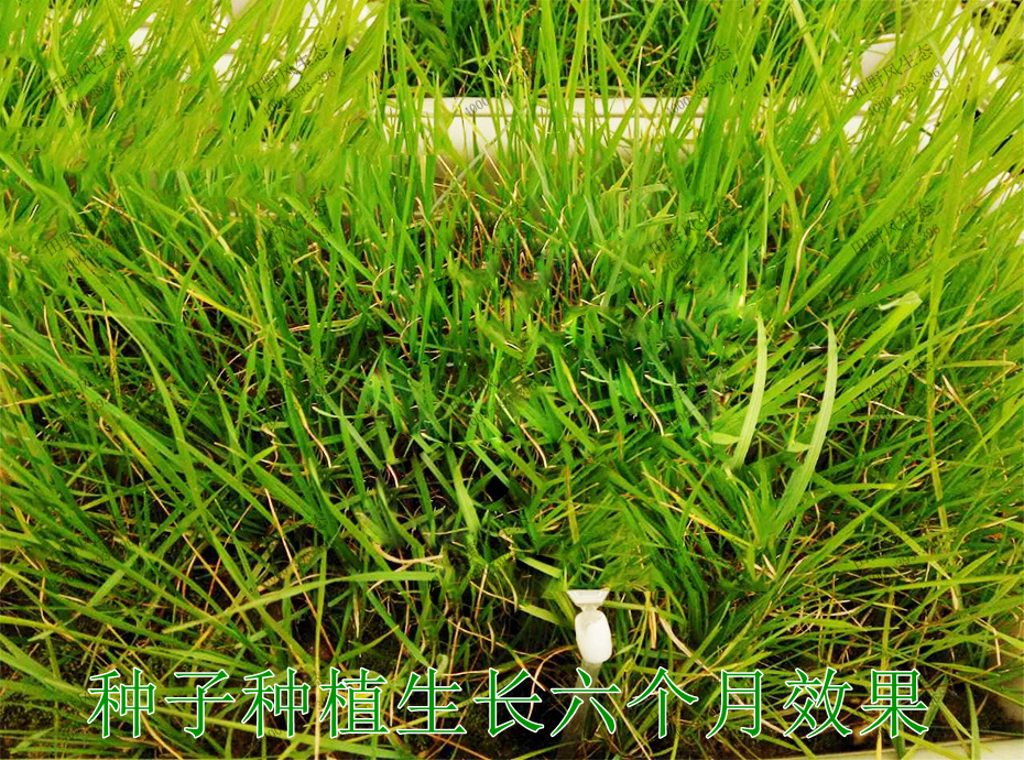 6種子種植生長(zhǎng)6個(gè)月效果 6種子種植生長(zhǎng)6個(gè)月效果