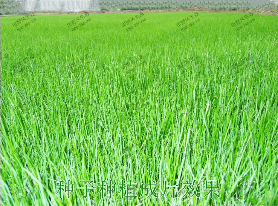 7種子種植成片效果 7種子種植成片效果