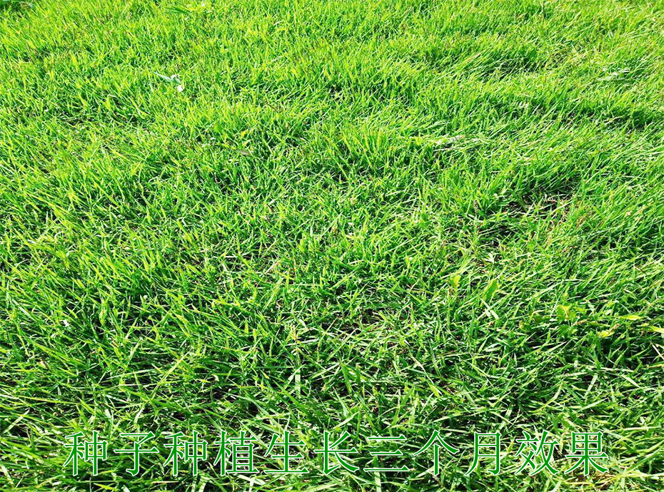 4種子種植生長(zhǎng)3個(gè)月效果 4種子種植生長(zhǎng)3個(gè)月效果
