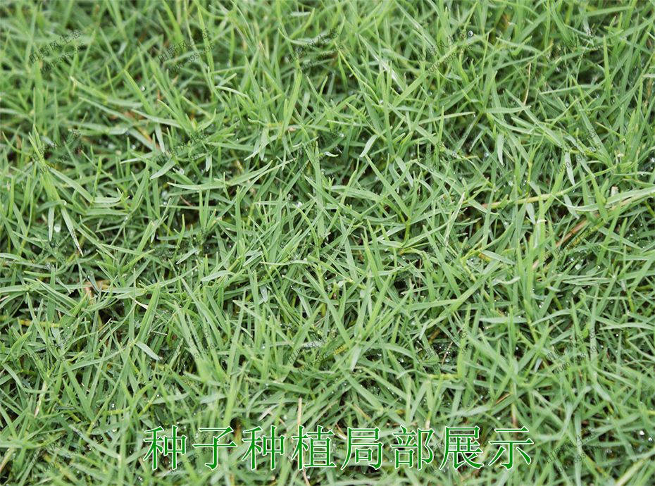 3種子種植局部展示 3種子種植局部展示