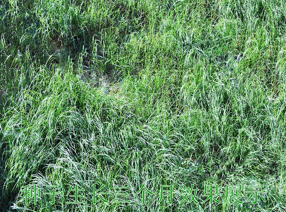 7種子生長3個(gè)月效果展示 7種子生長3個(gè)月效果展示