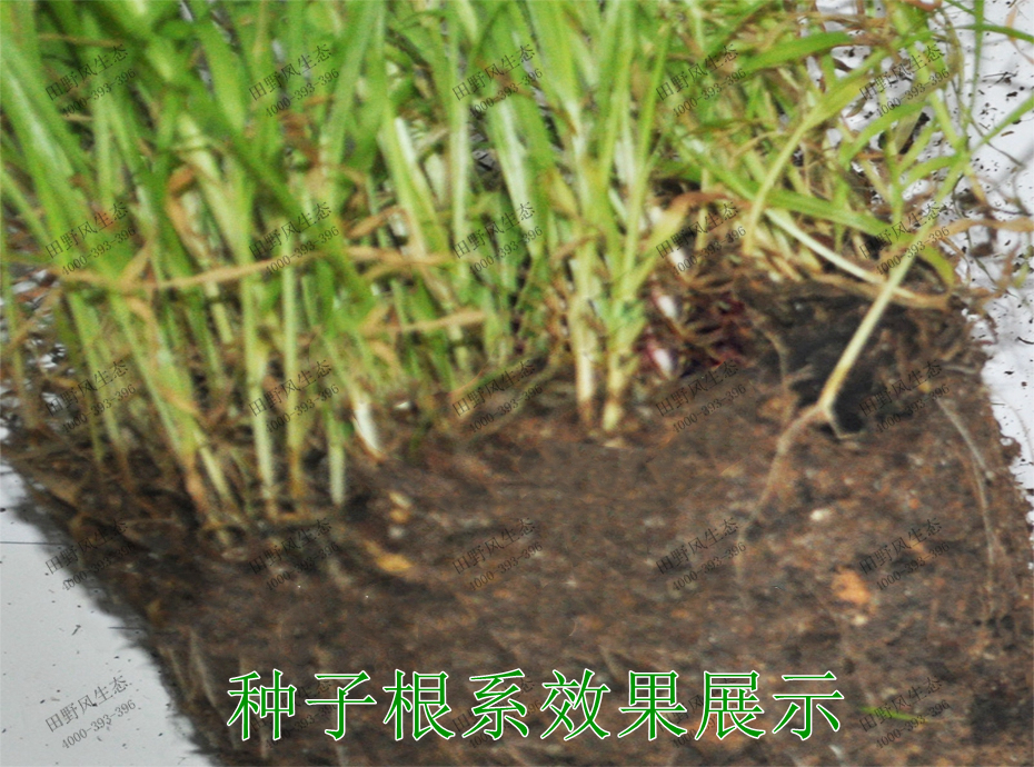 3種子根系效果展示 3種子根系效果展示