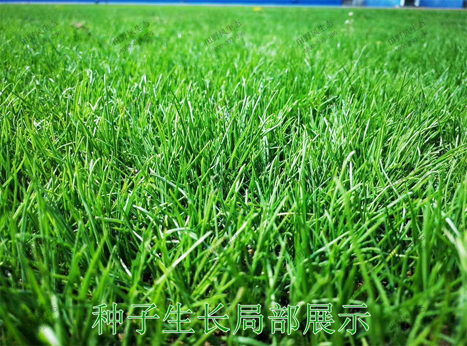 4種子生長(zhǎng)局部展示 4種子生長(zhǎng)局部展示