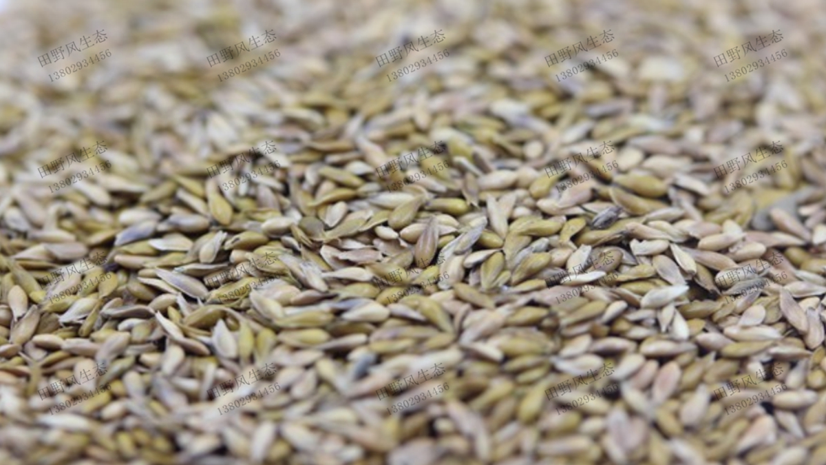 中華結(jié)縷草種子 中華結(jié)縷草種子